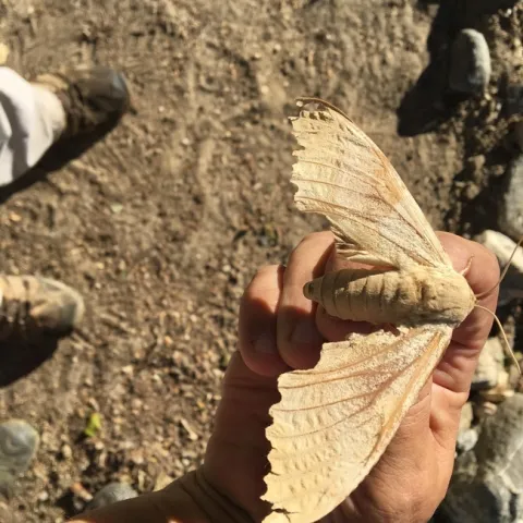 Western Poplar Sphinx moth