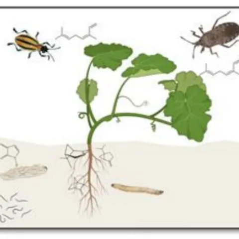 Chemical ecologist Anjel Helms of Texas A&M studies insect-plant interactions. She'll deliver a virtual seminar, hosted by the UC Davis Department of Entomology and Nematology, at 4:10 p.m., Wednesday, Oct. 28.