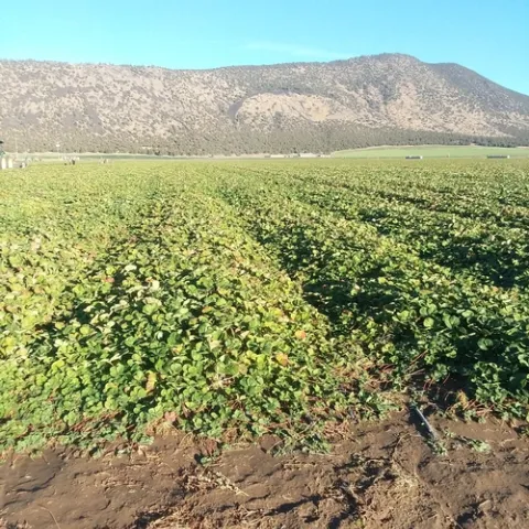Monterey, MacDoel, Oct 22, 2020. Some change to plants visible as they enter dormancy. Photo courtesy Doug Thomas, Crown Nursery