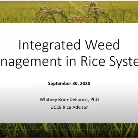 Integrated Weed Management in Rice Systems presentation by Whitney Brim-DeForest