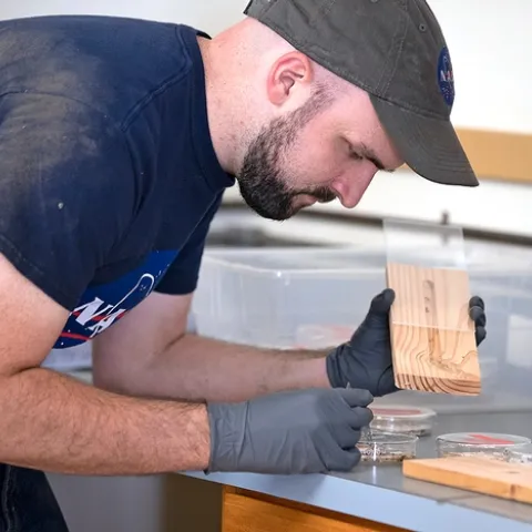 Daniel Perry places western drywood termites into the groove of blocks, then seals sides. Some blocks were then treated with wintergreen oil. Photos by Evett Kilmartin