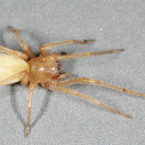 Adult yellow sac spider on grey background.