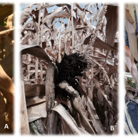 2020-10-28 Field corn variety trial figure 1