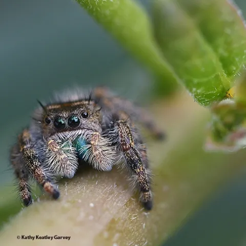 A jumping spider, member of the Salticidae family, perches on a tropical milkweed plant and eyes the photographer. Friend or foe? (Photo by Kathy Keatley Garvey)