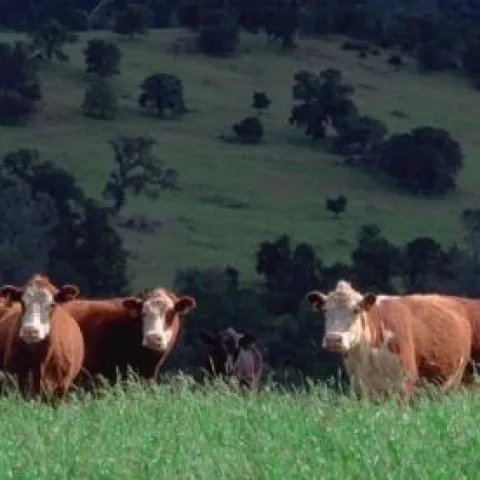 cattle