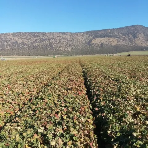 Monterey variety strawberries at Macdoel Oct 29. Photo courtesy Doug Thomas, Crown Nursery