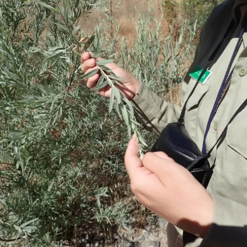A naturalist from the Hopland CCC course holds a willow branch