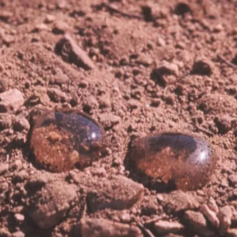 Appearance of water droplets "balled up" on water repellent soil (USFS, Wildland Fire in Ecosystems, Photo by DeBano, 1981)