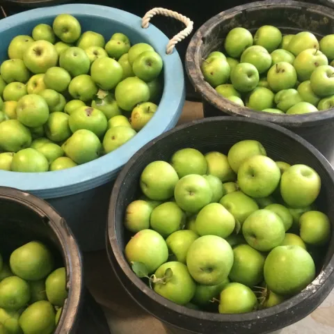 Granny Smith Apples