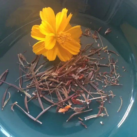 Cosmos 'Bright Lights'. photo by Kathy Klobas