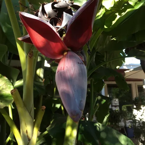 Banana flower. photo by Michelle Davis