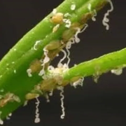 ACP waxy tubules and nymphs
