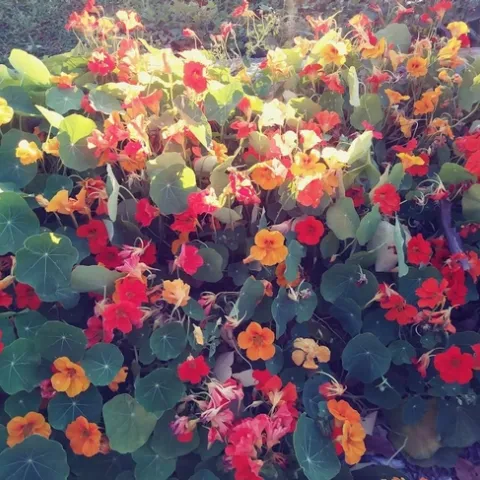 Nasturtiums