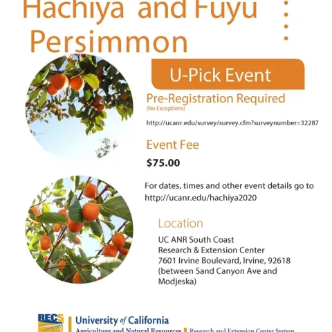 Persimmon U-Pick - click here to register