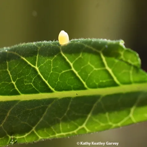 A monarch butterfly just deposited this egg on a milkweed leaf. (Photo by Kathy Keatley Garvey)