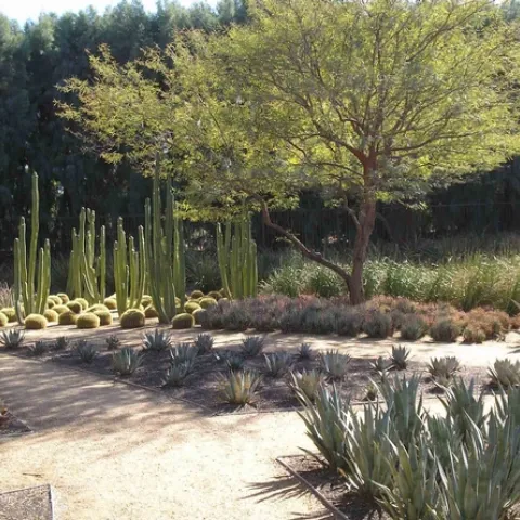 Paths demarcate planting areas at Sunnylands Gardens in Palm Springs, Laura Lukes