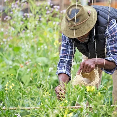 Always wash your hands before and after harvesting, and wash you produce in running water to mitigate a potential risk. Photo: Evett Kilmartin