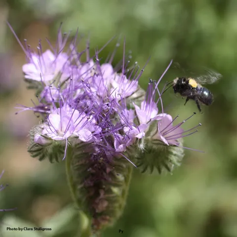 A blue orchard bee, Osmia lignaria (marked in yellow), heads for Phacelia tanacetifolia, also known as lacy phacelia. (Photo by Clara Stuligross)