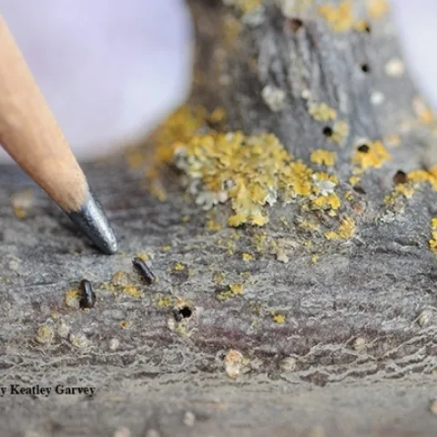 The walnut twig beetle, Pityophthorus juglandis, in association with the fungus, Geosmithia morbida, causes the insect-pathogen complex known as "thousand cankers disease," which wreaks havoc on walnut trees. (Photo by Kathy Keatley Garvey)