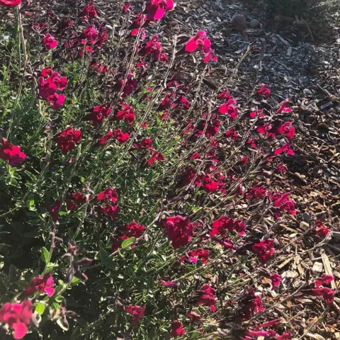 Salvia greggii, Ellen Michels