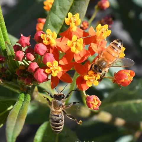 A honey bee nectars on tropical milkweed, while another bee gets ready to join her. (Photo by Kathy Keatley Garvey)