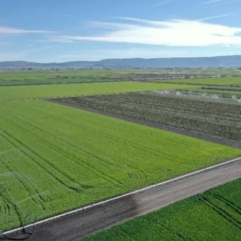 Spring Wheat at IREC