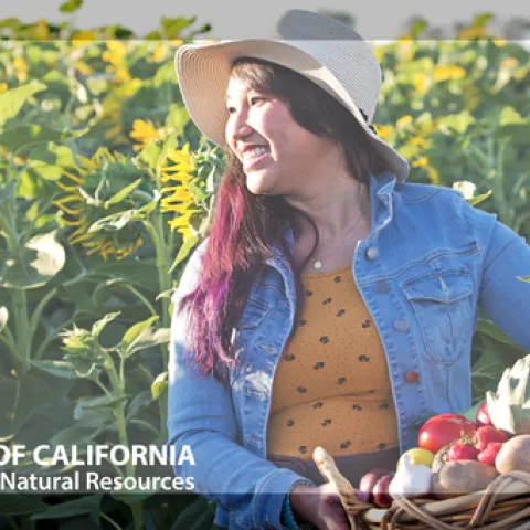 Woman in Sunflowers with Basket