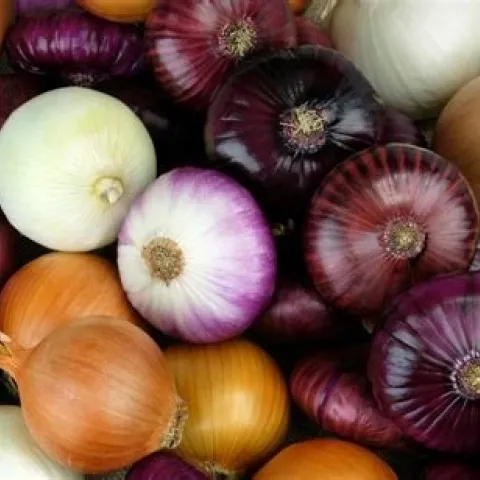 Colors of onion. (medicalnewstoday.com)