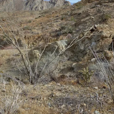 Ocotillo on the Boo Hoff trail, Santa Rosa Mountain wilderness