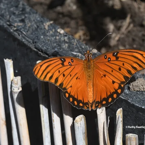 A Gulf Fritillary spreads its wings. (Photo by Kathy Keatley Garvey)