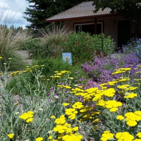Cottage garden with Mediterranean plants, Eve Werner