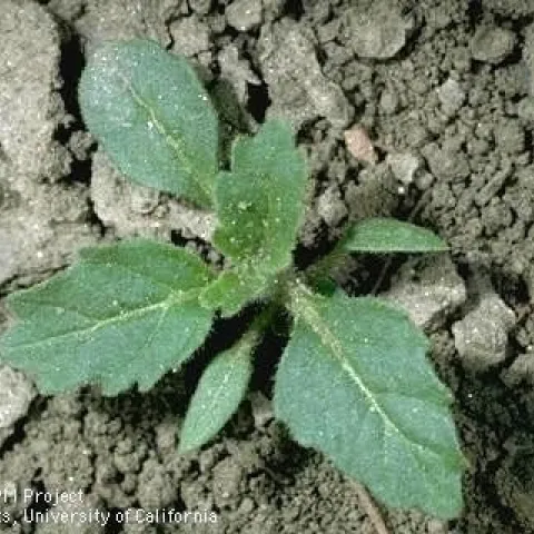 Photo 13. Hairy nightshade (common summer annual that can survive into the winter)