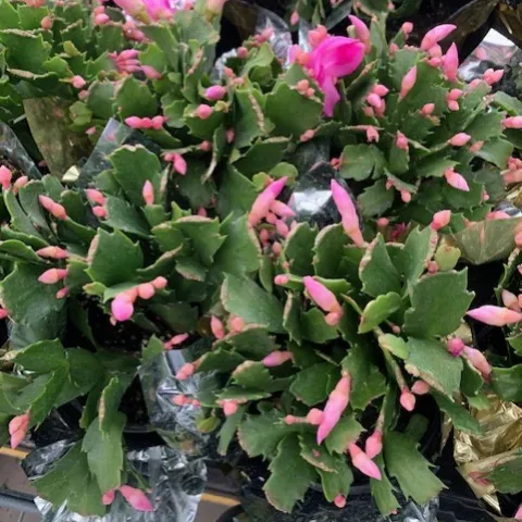 Schlumbergera truncata - thanksgiving cactus