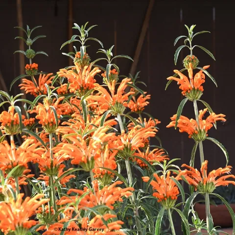 The lion's tail, Leonotis leonurus, is a native of South Africa and attracts birds, butterflies and hummingbirds. (Photo by Kathy Keatley Garvey)