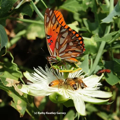 A Gulf Fritillary butterfly, Agraulis vanillae, shares the nectar of a passionflower (Passiflora) with three honey bees. (Photo by Kathy Keatley Garvey)