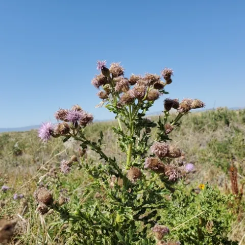 Photo 1. Canada thistle, end of flowering