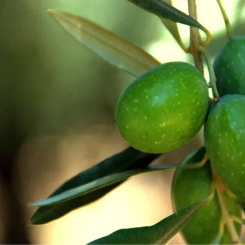 Photo: website “UCANR”, Manzanillo Olive