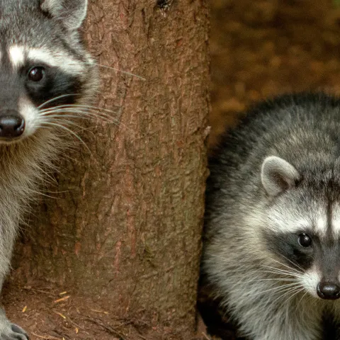 VERT Raccoon alan-alquist-9U29qHxd8YY-unsplash