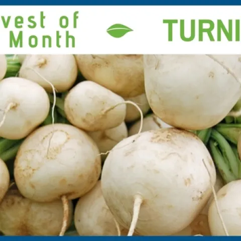 Turnips December