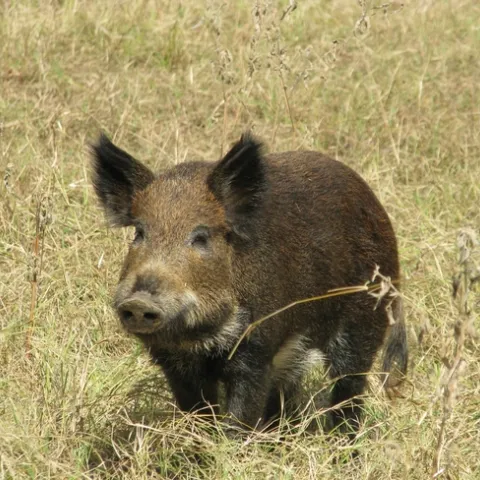 Wild pig