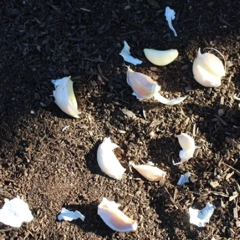 Separate the cloves. (photos by Brenda Altman)