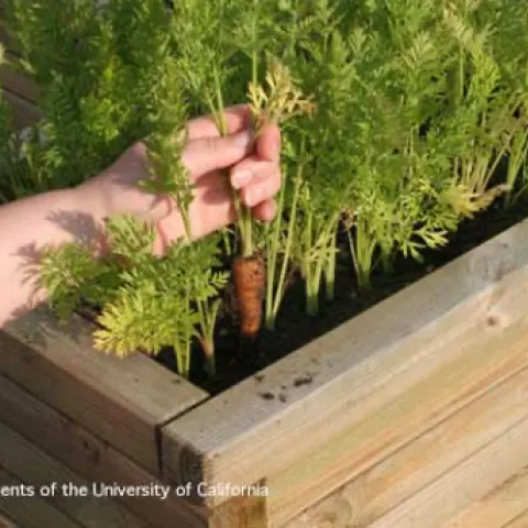 Person harvesting carrots from a raised bed.