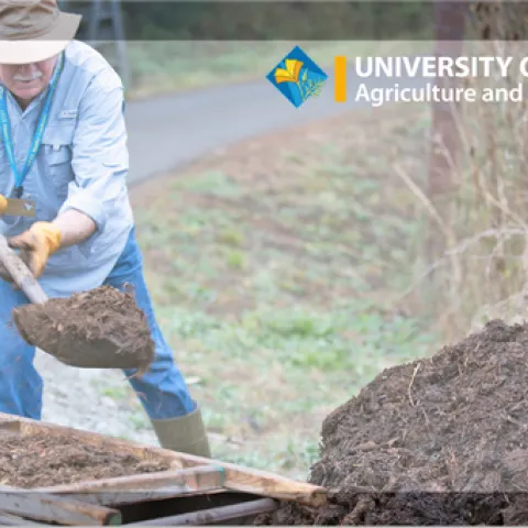 Man shoveling compost