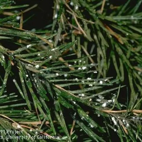 Cooley spruce gall adelgids on needles of Douglas fir. (Credit: Jack Kelly Clark)