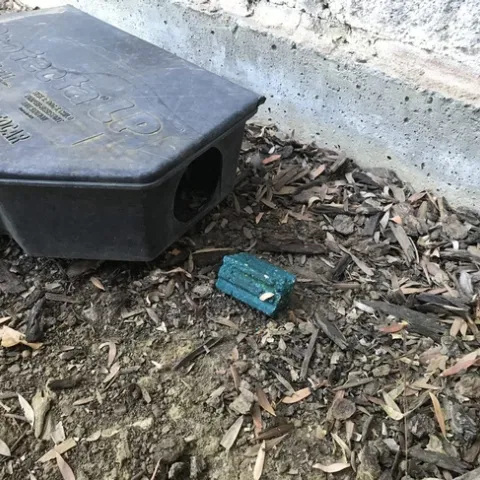 A black rodent bait station on bark mulch with a teal block bait sitting outside the entrance.