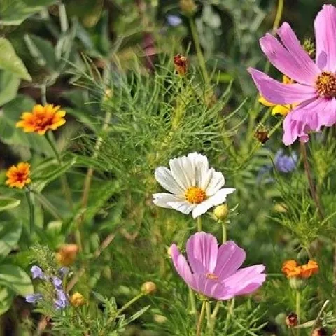 Wildflowers