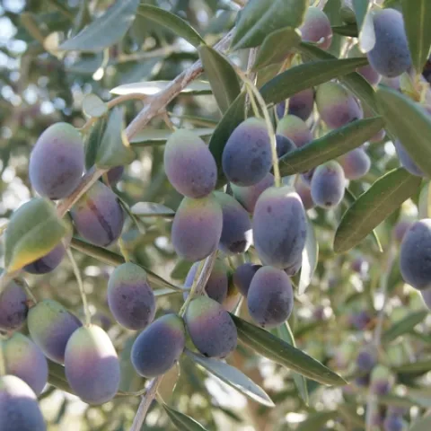 Photo by Jutta Thoerner