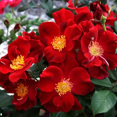 Top Gun photo courtesy ARTS