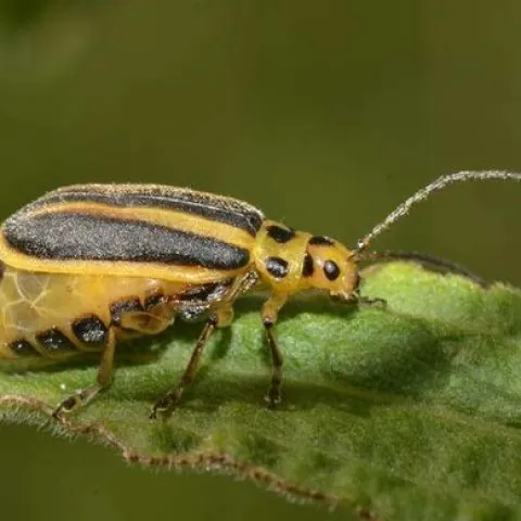 An adult goldenrod beetle. (Photo courtesy of Andre Kessler)