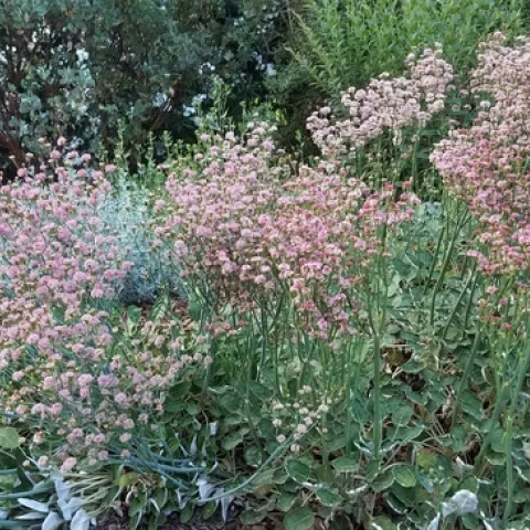 Red buckwheat (Eriogonum grande rubescens) a California native that provides seasonal interest, J. Alosi